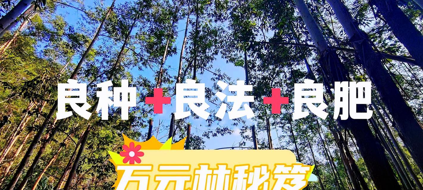 桉树施肥的方法和技巧有哪些？如何提高施肥效果？
