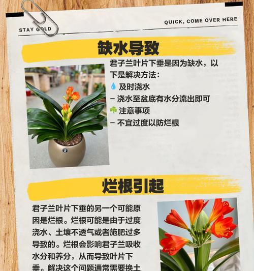 君子兰透气性差怎么改善？