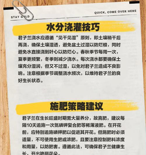 君子兰透气性差怎么改善？