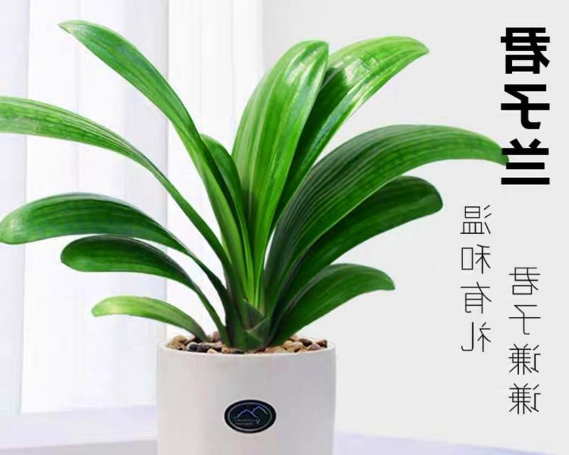 君子兰透气性差怎么改善？