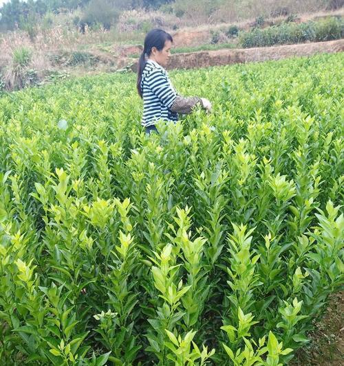 橘苗播种的最佳季节是什么时候？