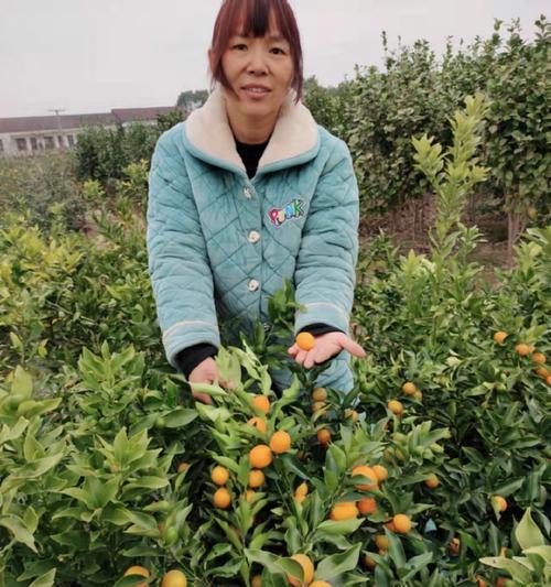 橘苗播种的最佳季节是什么时候？
