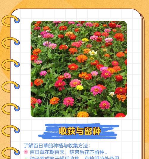 百蕊草最佳播种时间是什么时候？