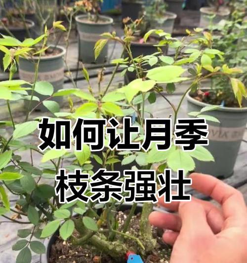 月季固定枝条架怎么用？有哪些正确的使用方法？