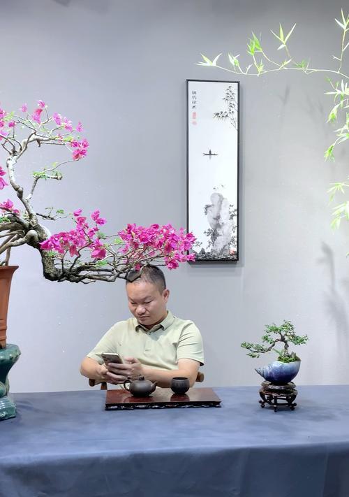 三角梅生桩回来怎么浇水？如何进行正确的浇水？