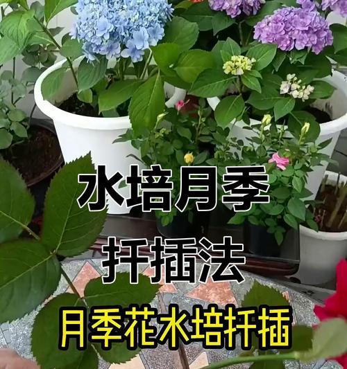 月季扦插生根最快方法是什么？如何提高月季扦插的成功率？