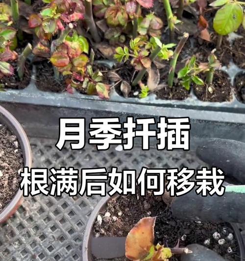月季扦插生根最快方法是什么？如何提高月季扦插的成功率？