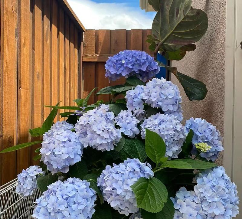通风阳台适合种植哪些花卉？