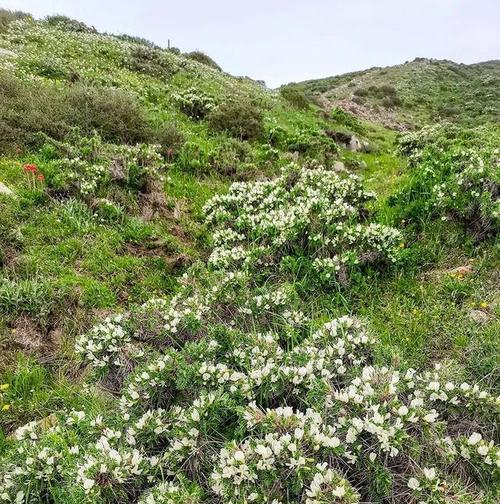 贡嘎地区野生花卉的种类有哪些？
