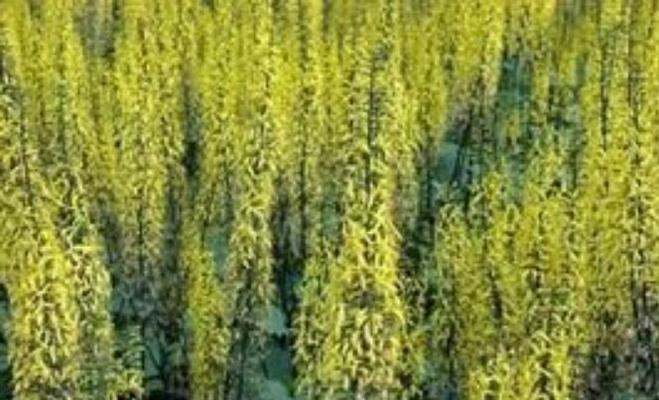 贡嘎地区野生花卉的种类有哪些？