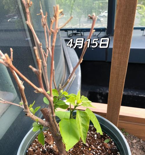 三角梅八爪根生成的原因是什么？