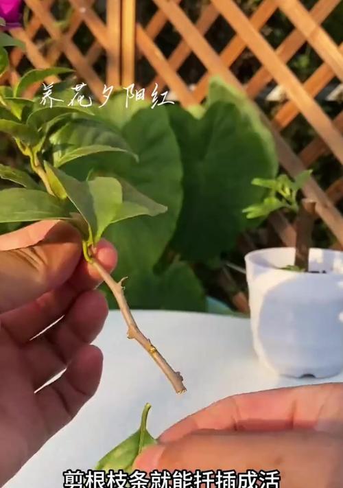 三角梅八爪根生成的原因是什么？