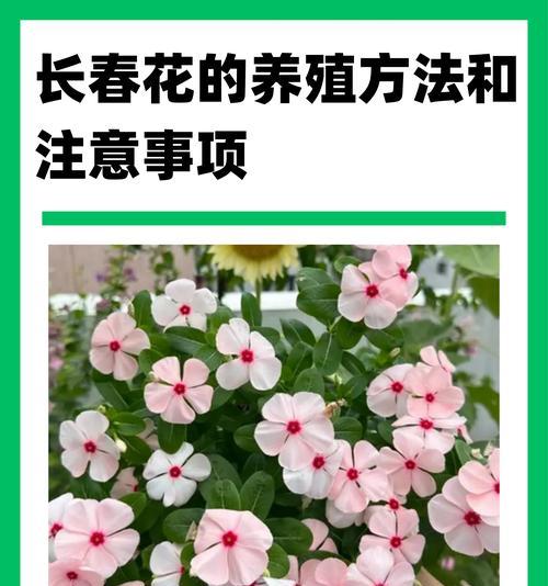 西照阳台适合养什么花？光照强的阳台植物选择指南？