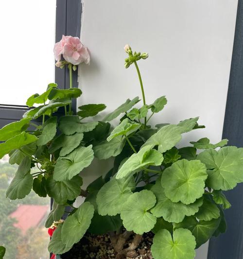 天竺葵大棚夏天怎么管理？有哪些特别的注意事项？