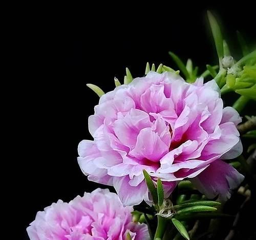 阳台挂满的花是什么品种？