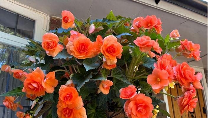 阳台挂满的花是什么品种？