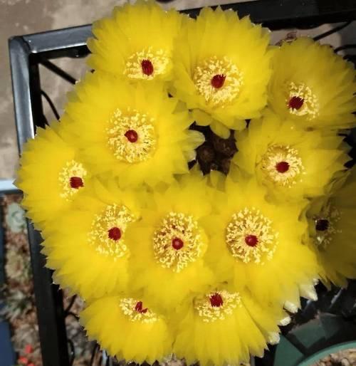 阳台挂满的花是什么品种？