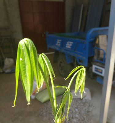 二饼酢浆草叶子发黄的原因是什么？