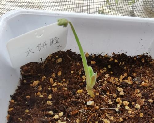 二饼酢浆草叶子发黄的原因是什么？