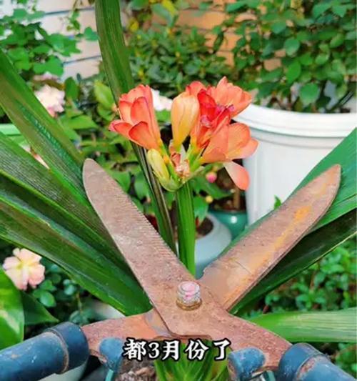 瓦盆君子兰盆景怎么养？瓦盆君子兰的正确养护方法是什么？