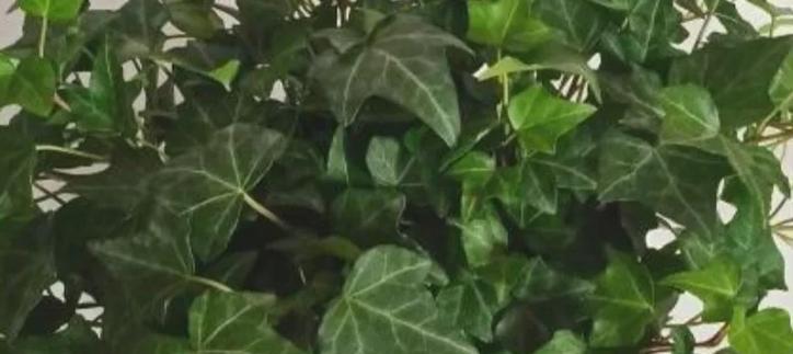 板栗树苗叶子黄化干枯是什么原因？如何解决？