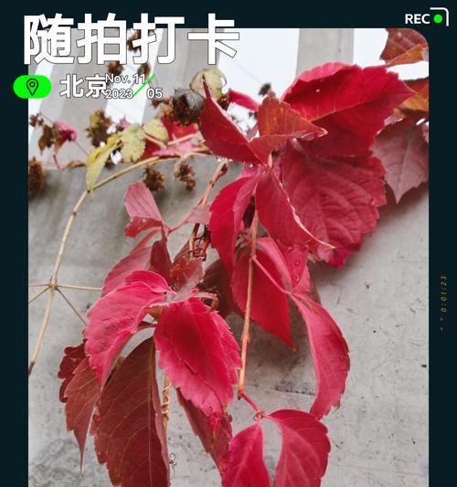 阳台爬山虎状红色花的识别与养护？