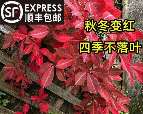 阳台爬山虎状红色花的识别与养护？