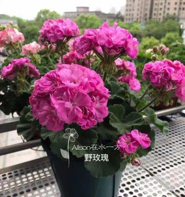 天竺葵帝王花苗盆栽怎么养？有哪些注意事项？