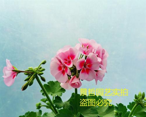 天竺葵帝王花苗盆栽怎么养？有哪些注意事项？