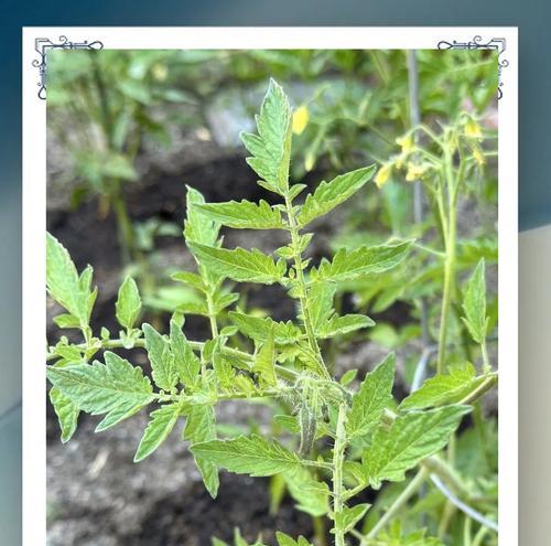 观赏植物栽培种子有哪些种类？如何选择？