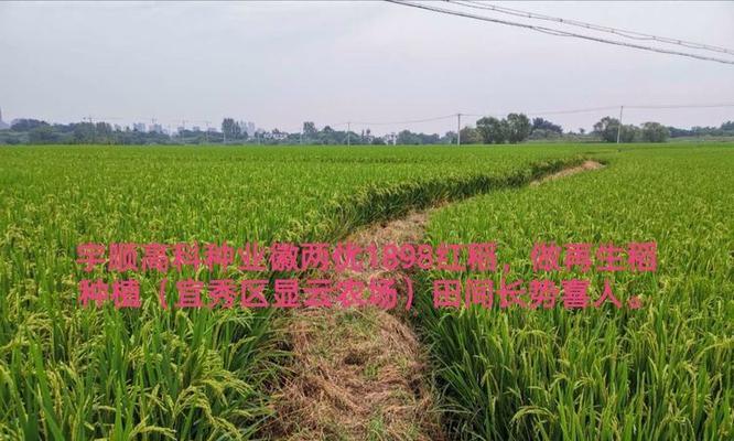 今年种植一季稻的最佳播种时间是什么时候？