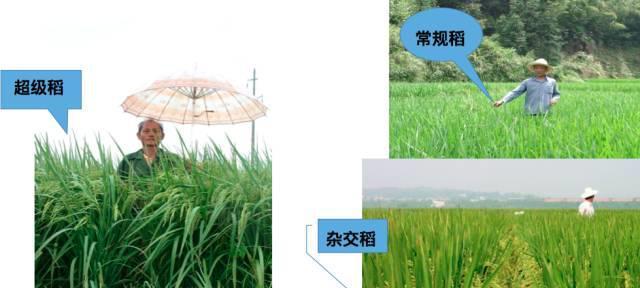 今年种植一季稻的最佳播种时间是什么时候？