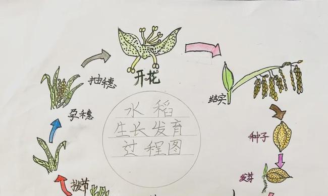 今年种植一季稻的最佳播种时间是什么时候？