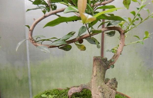 盆景造型枝条如何留种？留种过程中应注意哪些要点？