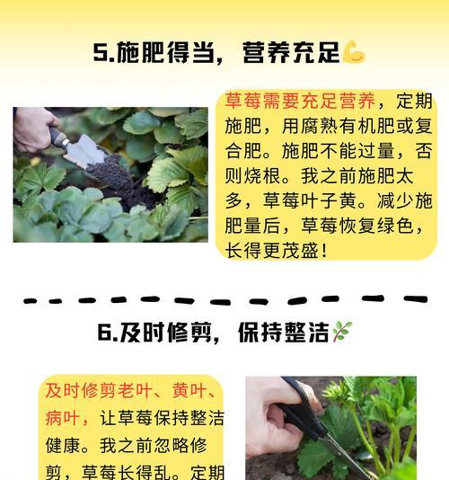 草莓土栽培有哪些技术方法？