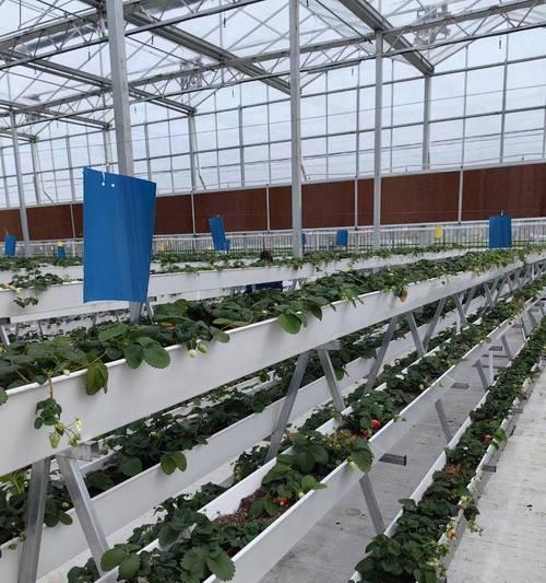 草莓土栽培有哪些技术方法？