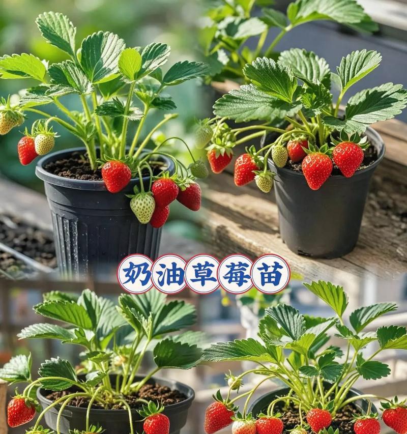 草莓土栽培有哪些技术方法？