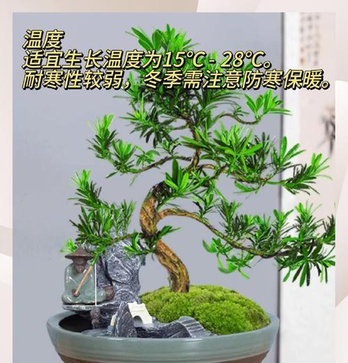 罗汉松施肥的小技巧是什么？