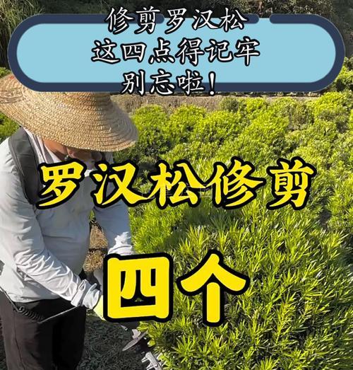 罗汉松施肥的小技巧是什么？