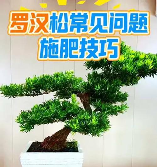 罗汉松施肥的小技巧是什么？