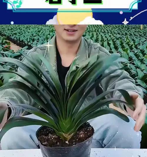 君子兰的盆和土应该如何搭配？