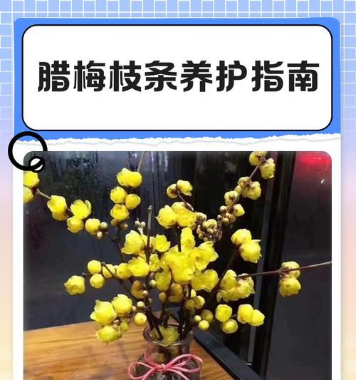 腊梅新叶发黄不长的原因是什么？