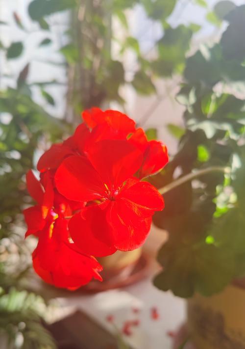 红色大草原天竺葵怎么养？需要哪些特别的养护技巧？
