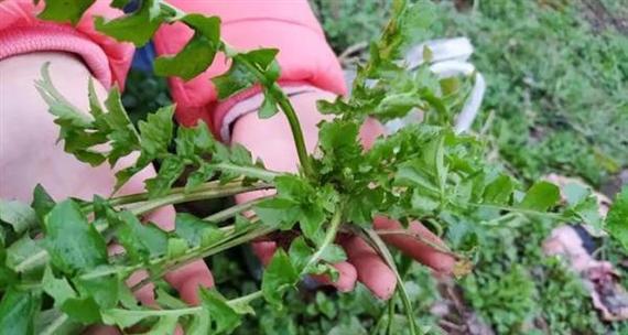 荠菜播种的最佳时间是什么时候？如何选择合适的播种时间？