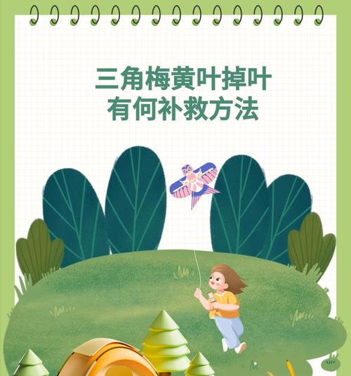 三角梅黄叶落叶的原因是什么？