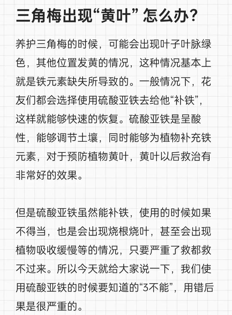 三角梅黄叶落叶的原因是什么？