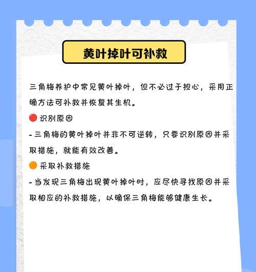 三角梅黄叶落叶的原因是什么？