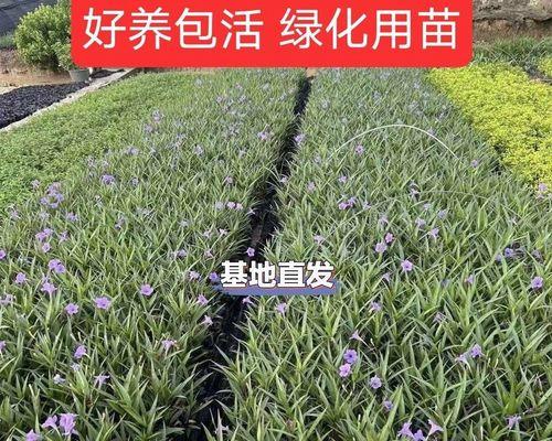 绿色水体中适合种植哪些水生植物？