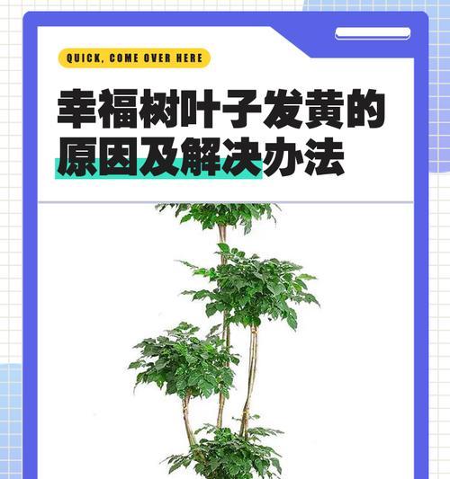 黄金果树叶子发黄的解决办法是什么？