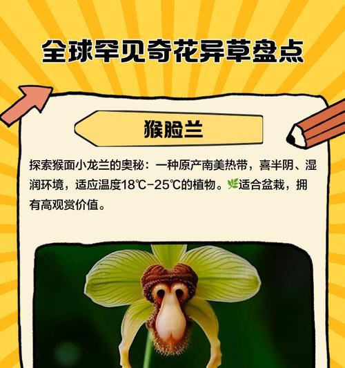 奇花异草观赏植物种类？哪里可以买到？